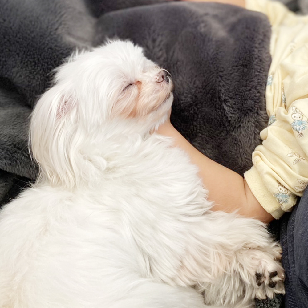 卒業犬イーブイちゃん、おうちでの様子☆